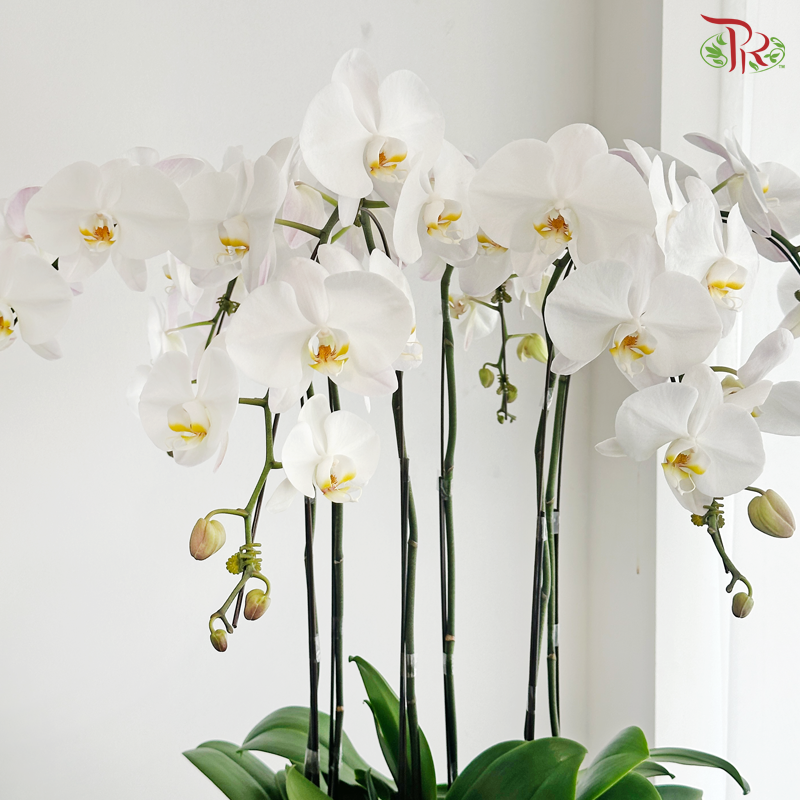 Grand Orchid Bowl Orchids Arrangement