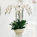 Grand Orchid Bowl Orchids Arrangement