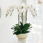 Grand Orchid Bowl Orchids Arrangement