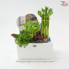 Grand Opening / Housewarming Gift – Emerald Bamboo Luck《绿竹开运》(With Option)