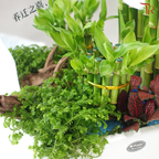 Grand Opening / Housewarming Gift – Emerald Bamboo Luck《绿竹开运》(With Option)