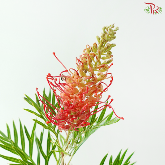 Grevillea Flower Big - Red With Red Dots (Per Bunch)