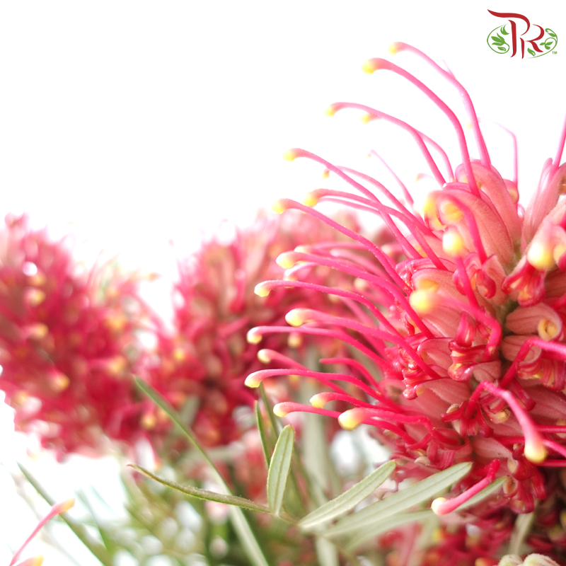 Grevillea Pagoda Flower Big - Red With Yellow Dots (Per Bunch)