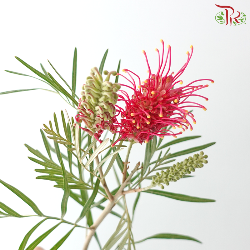 Grevillea Pagoda Flower Big - Red With Yellow Dots (Per Bunch)