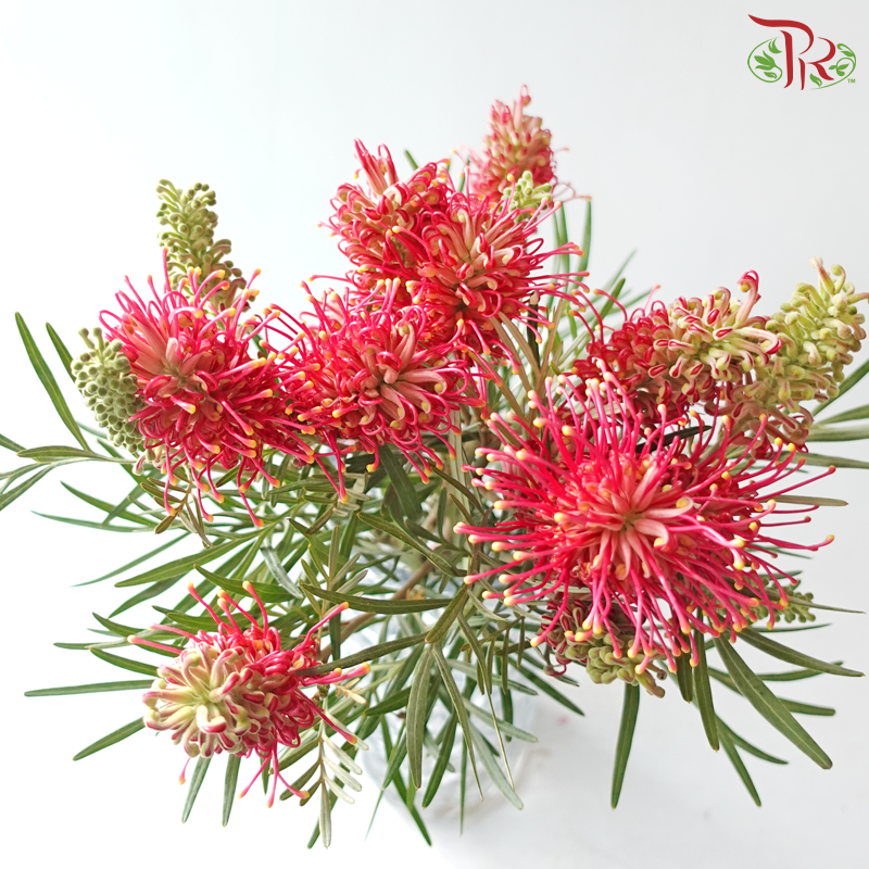 Grevillea Pagoda Flower Big - Red With Yellow Dots (Per Bunch)