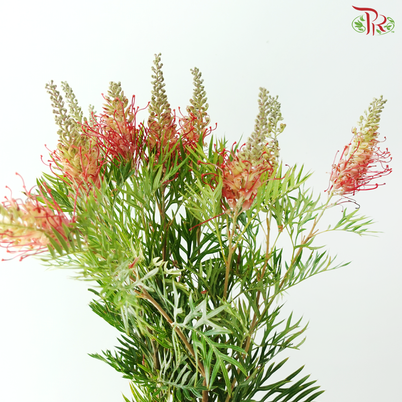 Grevillea Pagoda Flower Big - Red With Yellow Dots (Per Bunch)