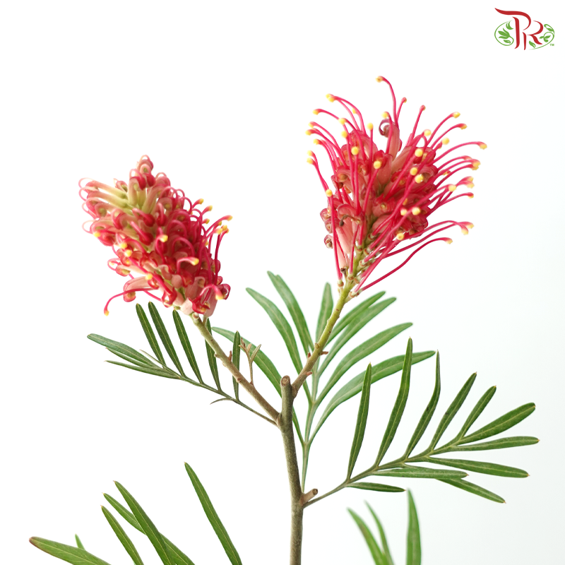 Grevillea Pagoda Flower Big - Red With Yellow Dots (Per Bunch)