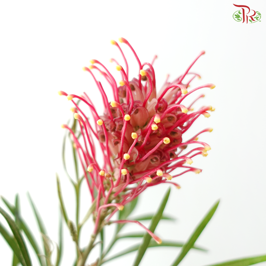 Grevillea Flower Big - Red With Yellow Dots (Per Bunch)