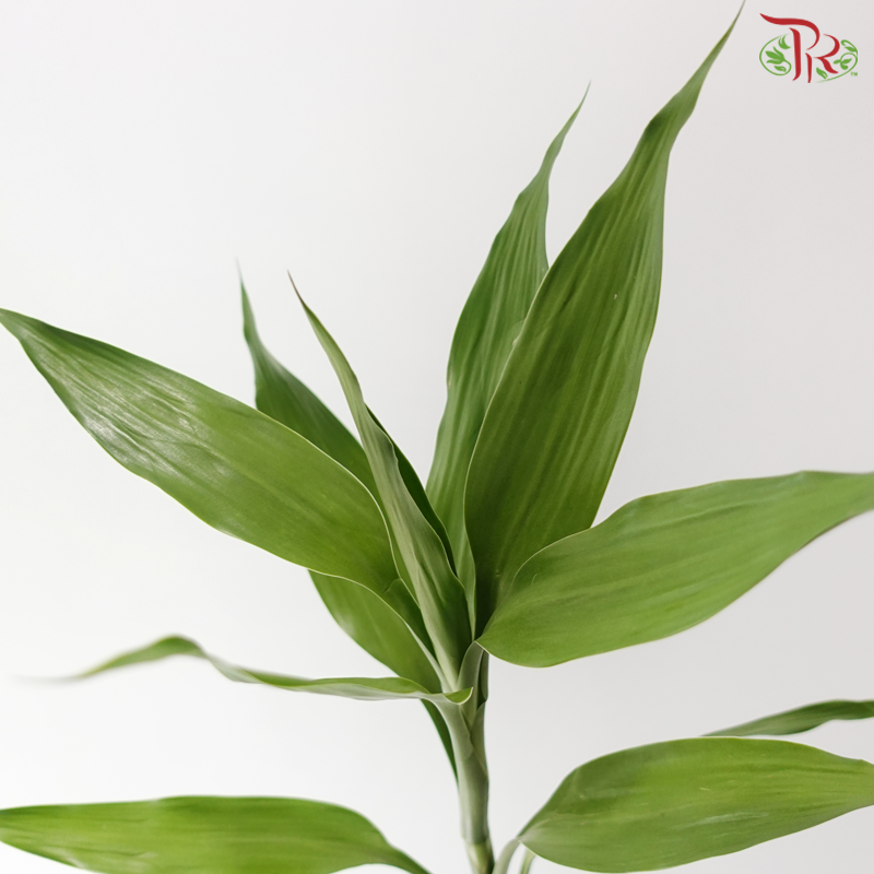 Bamboo Guan Yin