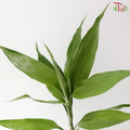 Bamboo Guan Yin
