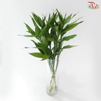 Bamboo Guan Yin