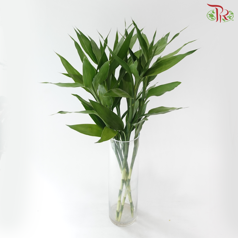 Bamboo Guan Yin