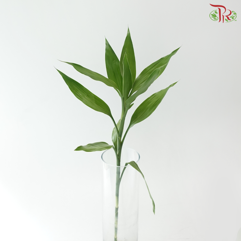 Bamboo Guan Yin