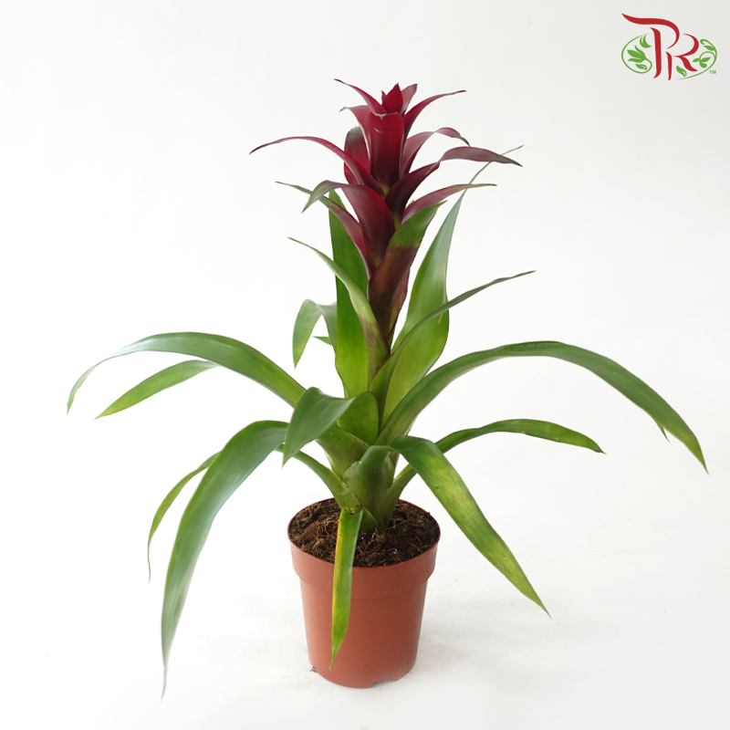 Guzmania Mix P90 - 32cm《星花凤梨》(Random Choose Colors)