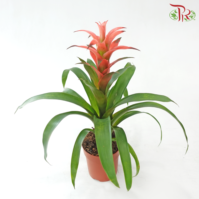 Guzmania Mix P90 - 32cm《星花凤梨》(Random Choose Colors)