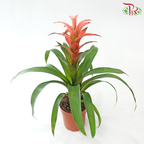 Guzmania Mix P90 - 32cm《星花凤梨》(Random Choose Colors)