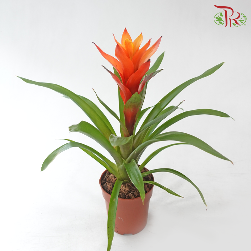 Guzmania Mix P90 - 32cm《星花凤梨》(Random Choose Colors)
