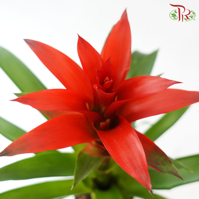 Guzmania Mix P90 - 32cm《星花凤梨》(Random Choose Colors)