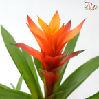 Guzmania Mix P90 - 32cm《星花凤梨》(Random Choose Colors)