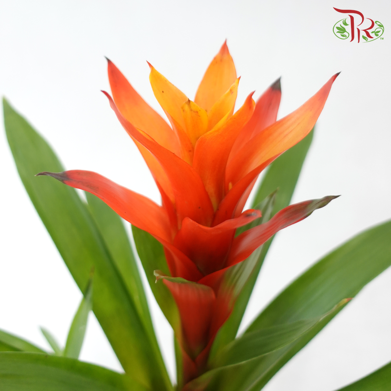 Guzmania Mix P90 - 32cm《星花凤梨》(Random Choose Colors)