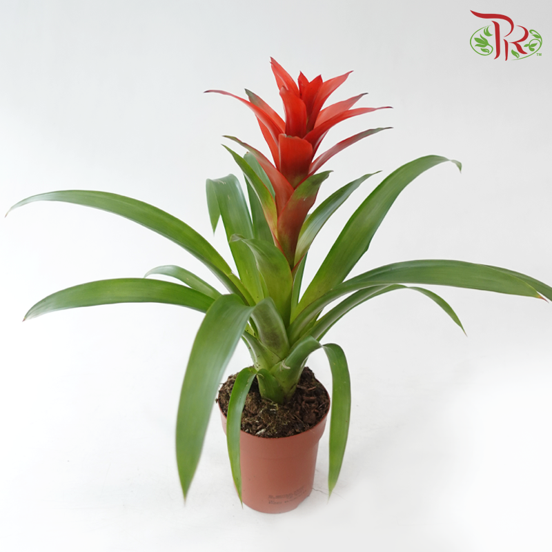 Guzmania Mix P90 - 32cm《星花凤梨》(Random Choose Colors)