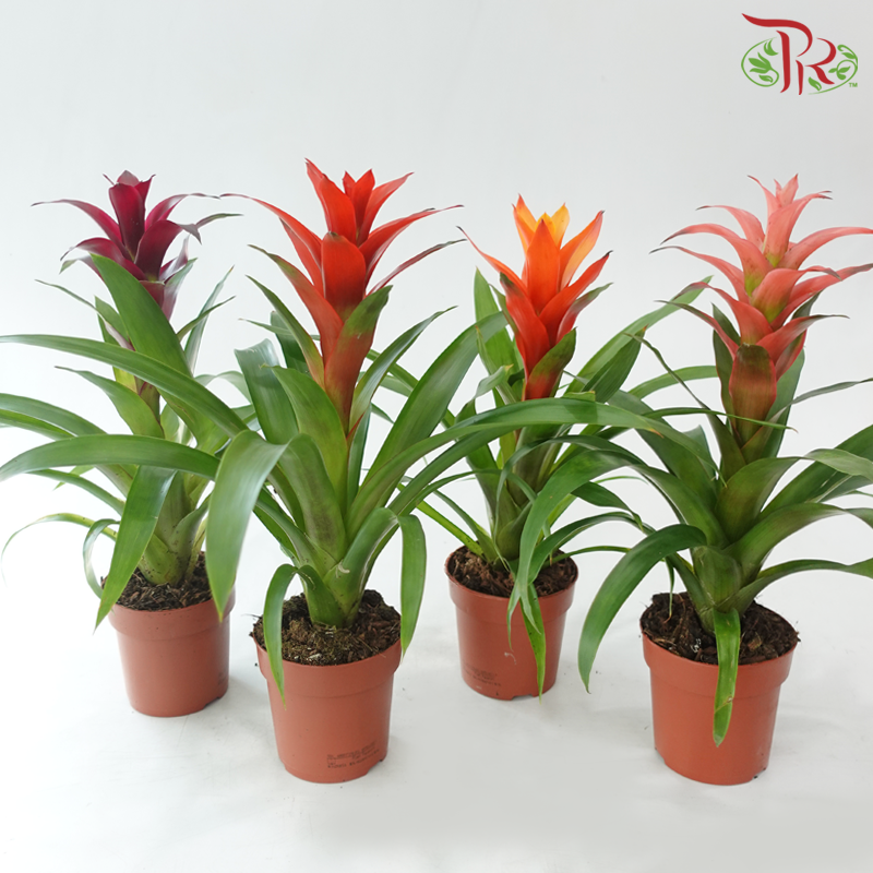 Guzmania Mix P90 - 32cm《星花凤梨》(Random Choose Colors)