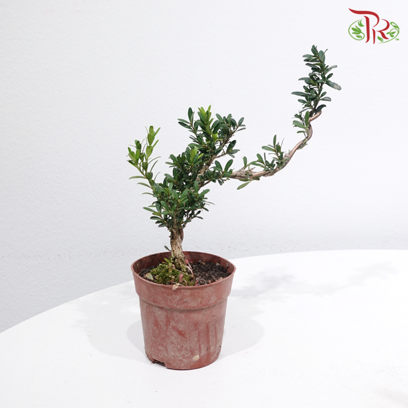 Buxus S P90《造型黄杨》