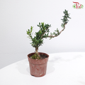 Buxus S P90《造型黄杨》