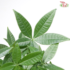 Lucky Charm Pachira P90《奇趣发财树》