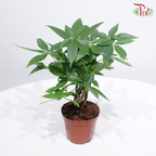 Lucky Charm Pachira P90《奇趣发财树》