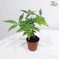 Lucky Charm Pachira P80《奇趣发财树》
