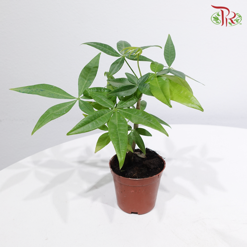 Lucky Charm Pachira P80《奇趣发财树》