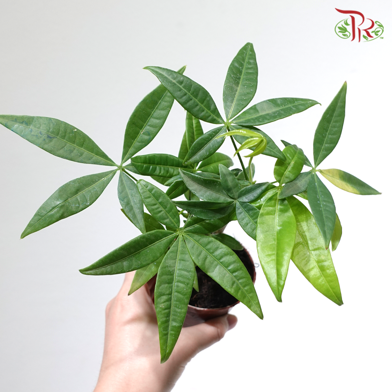 Lucky Charm Pachira P80《奇趣发财树》