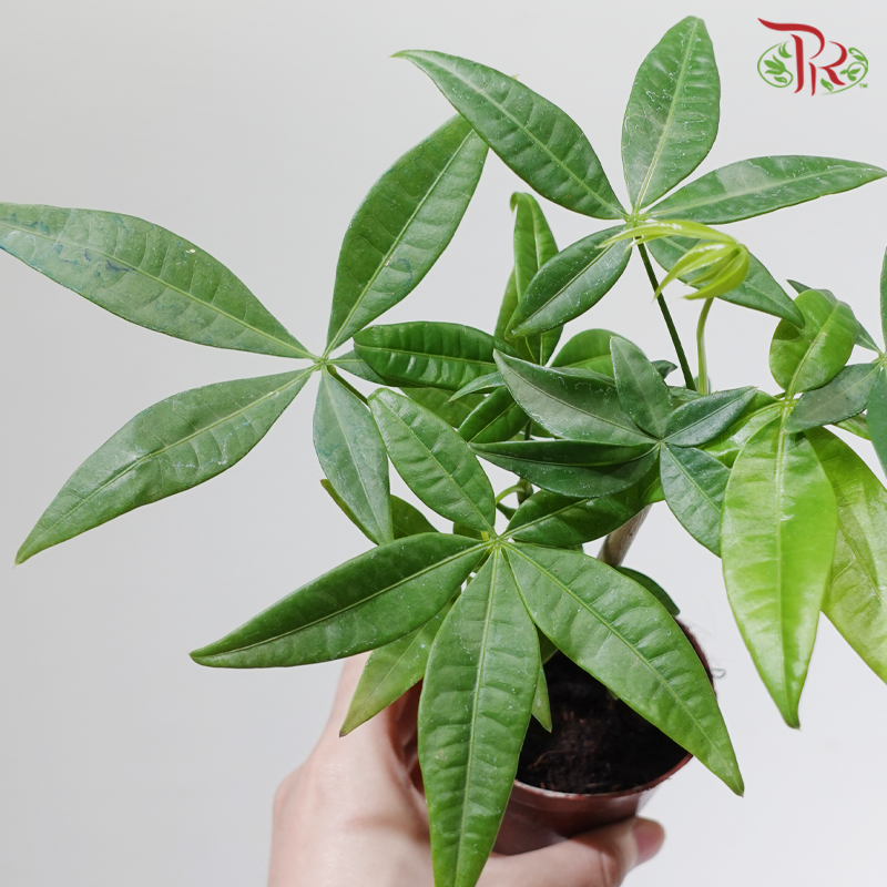 money tree lucky charm Lucky Charm Pachira P80《奇趣发财树》 – Pudu Ria Florist