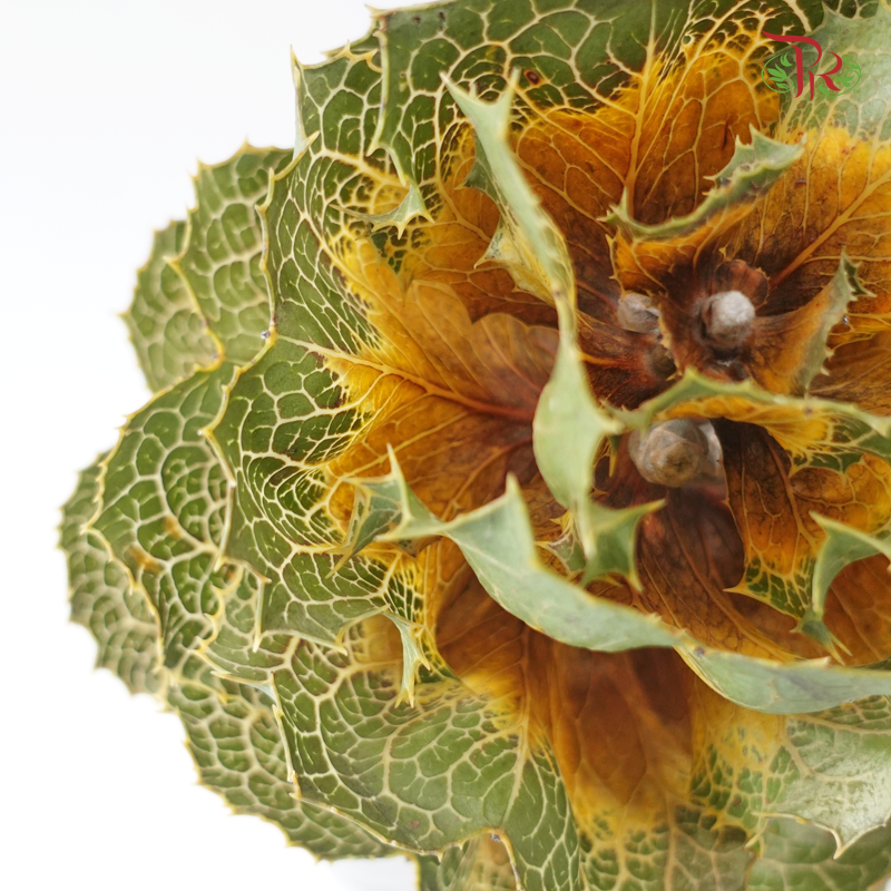 Hakea (Per Bunch)
