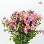 Hana - Sweet Pink (Per Bunch)