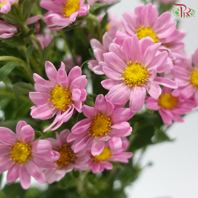 Hana - Sweet Pink (Per Bunch)