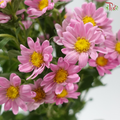 Hana - Sweet Pink (Per Bunch)