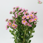 Hana - Sweet Pink (Per Bunch)