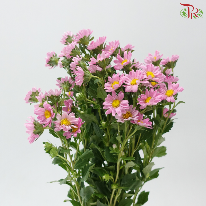 Hana - Sweet Pink (Per Bunch)