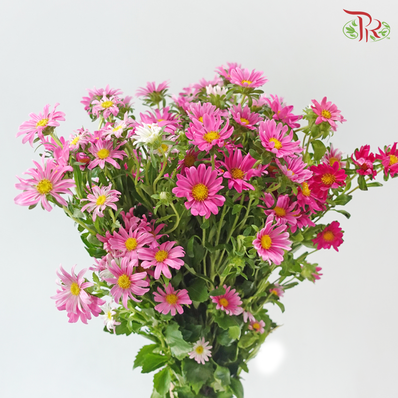 Hana - Pink (Per Bunch)