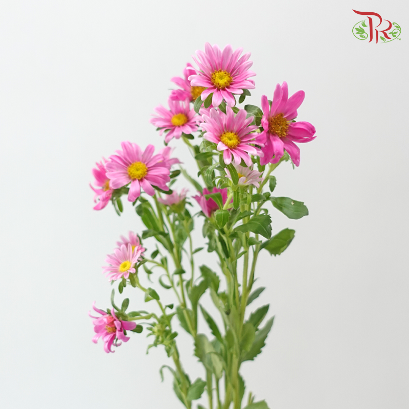 Hana - Pink (Per Bunch)