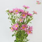 Hana - Pink (Per Bunch)