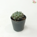 Haworthia P80 S04《玉露》