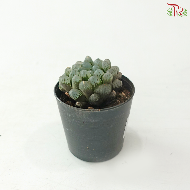 Haworthia P80 S04《玉露》