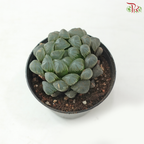 Haworthia P80 S04《玉露》