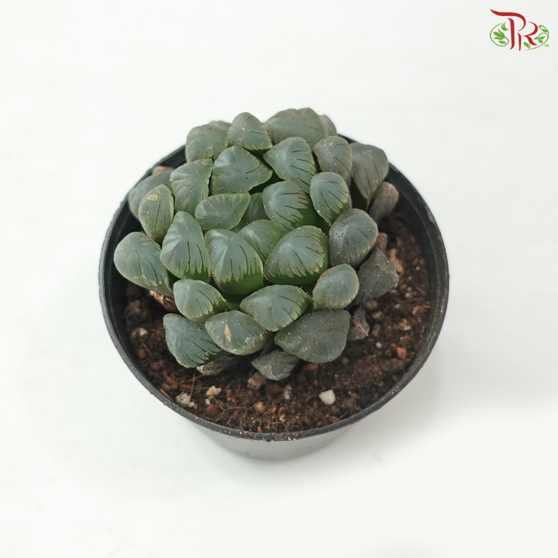 Haworthia P80 S04《玉露》