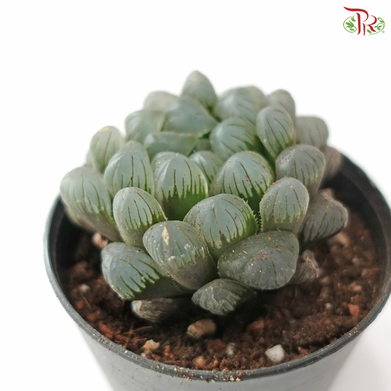 Haworthia P80 S04《玉露》