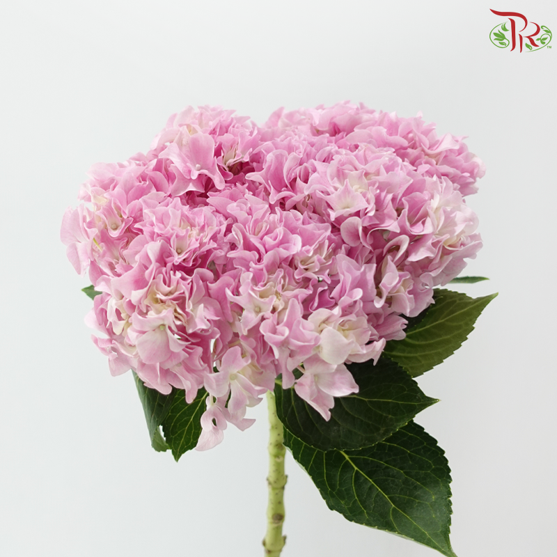 Hydrangea Sharp Petals - Pink (Per Stem)