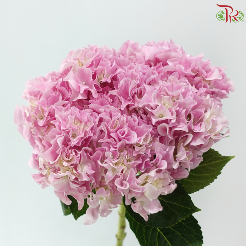 Hydrangea Sharp Petals - Pink (Per Stem)